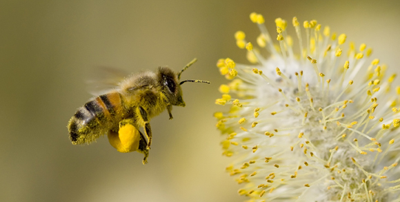 Včielka zbierajúca peľ z kvetov vŕby rakytovej